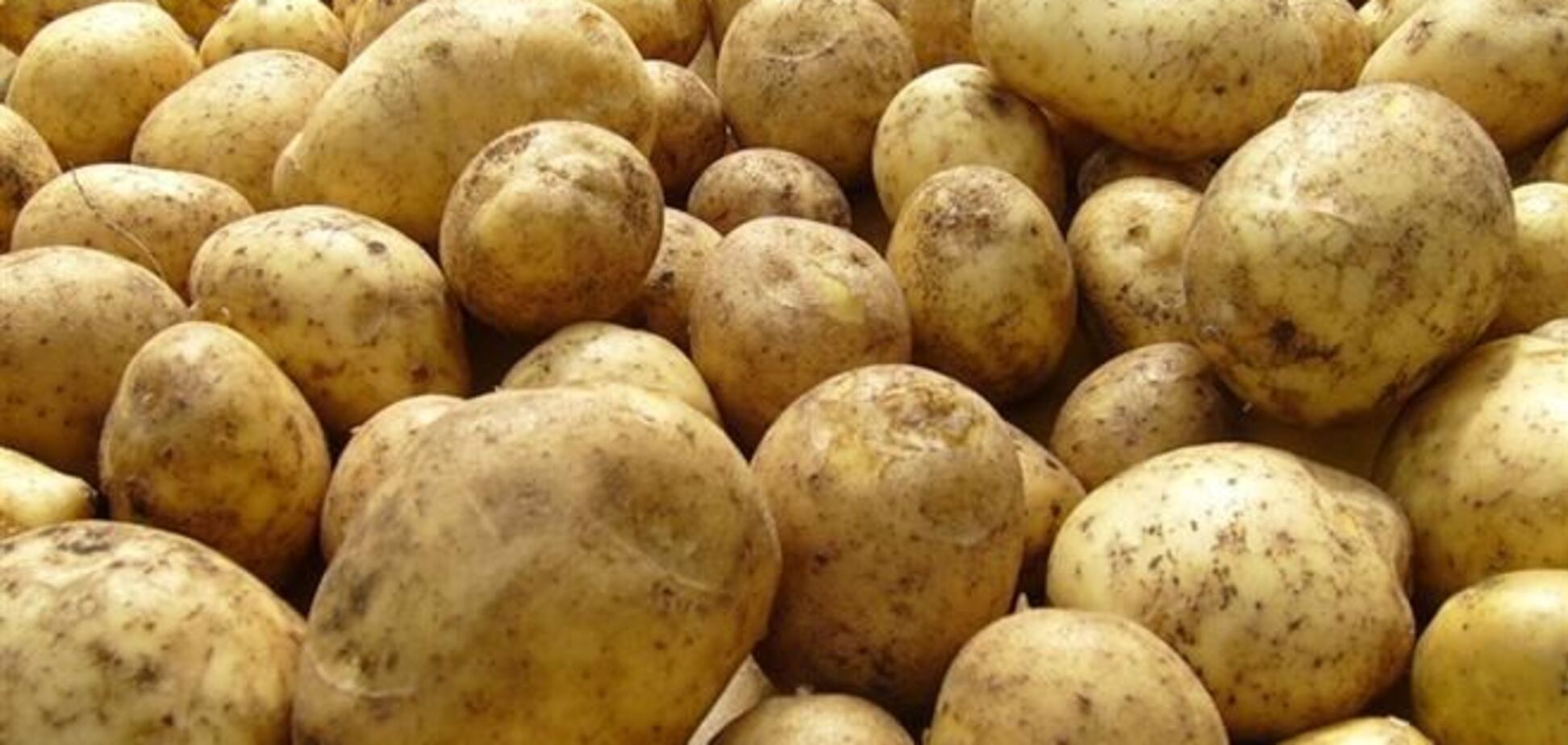 Россия забраковала украинский картофель