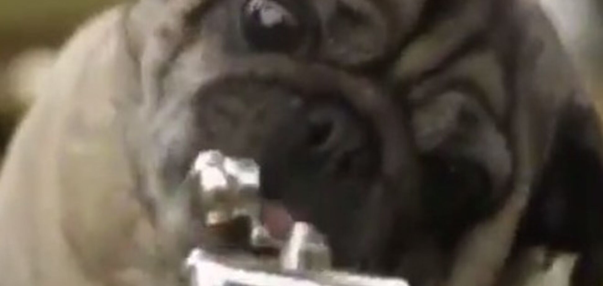 Появилось шуточное военное видео со снайпером-мопсом