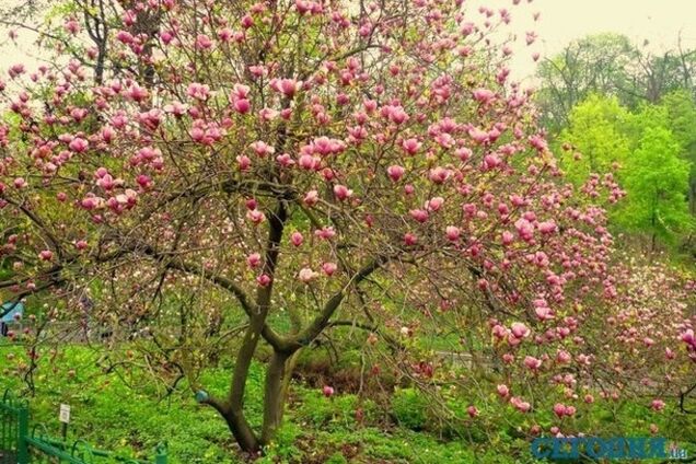 В киевском ботсаду массово цветут магнолии