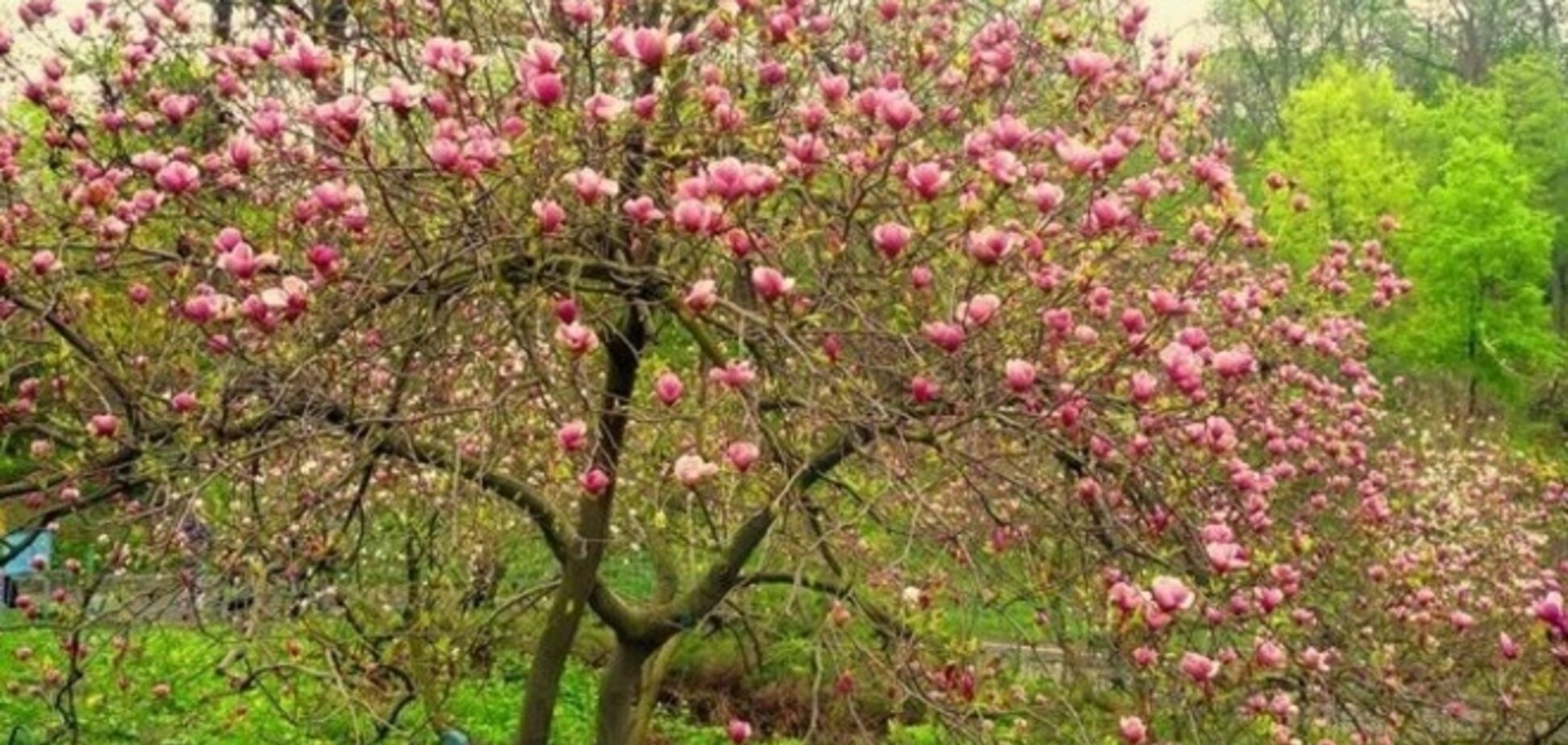В киевском ботсаду массово цветут магнолии