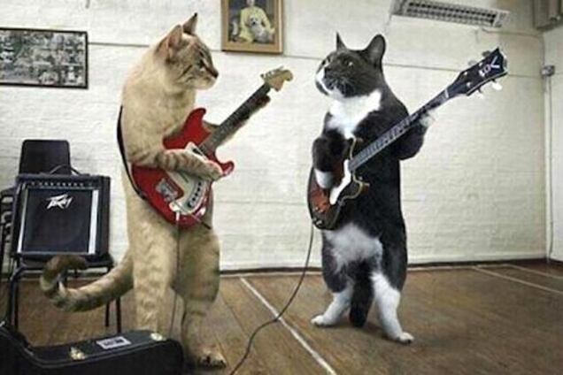 Как из кота сделать музыкальный инструмент. Новый мем