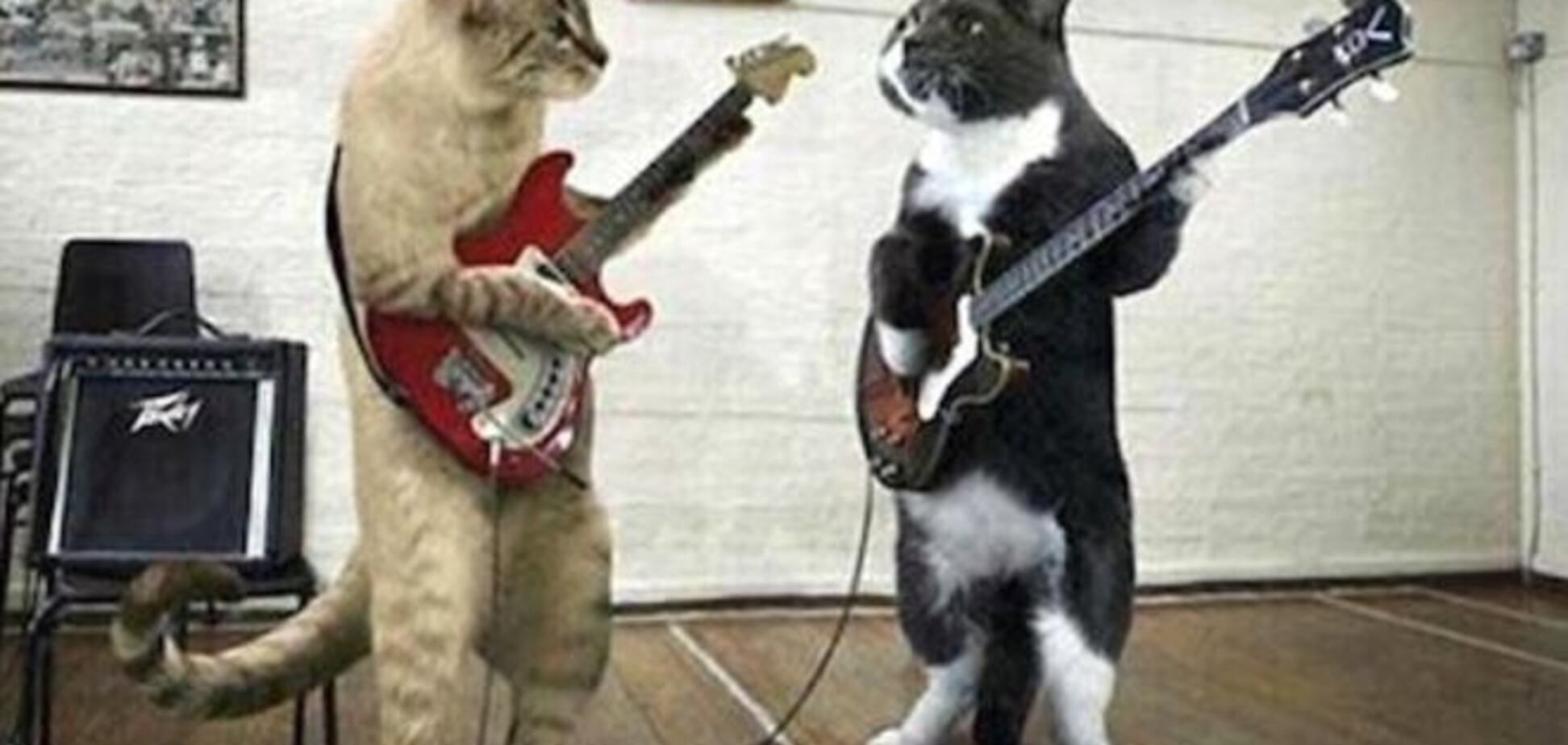 Как из кота сделать музыкальный инструмент. Новый мем