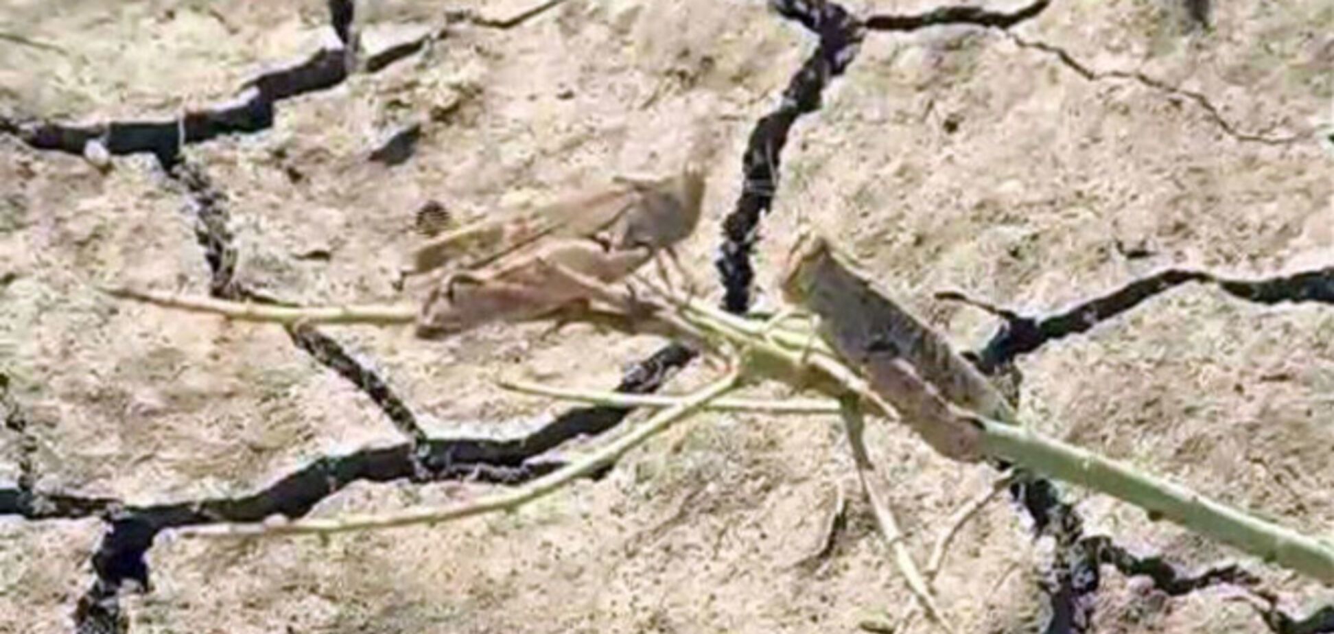 Россия оценила убытки от потери урожая в обезвоженном Крыму в 5 млрд