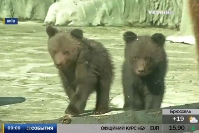 В киевском зоопарке показали медвежат Насти и Потапа