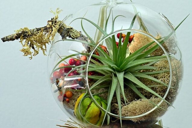 Как создать домашний 'бутылочный сад'