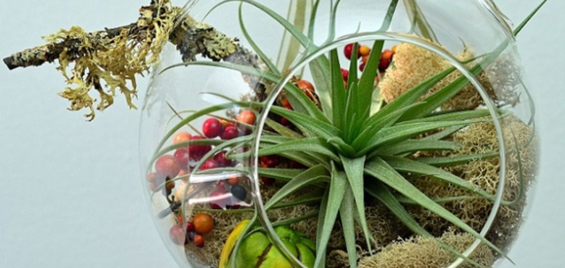 Как создать домашний 'бутылочный сад'