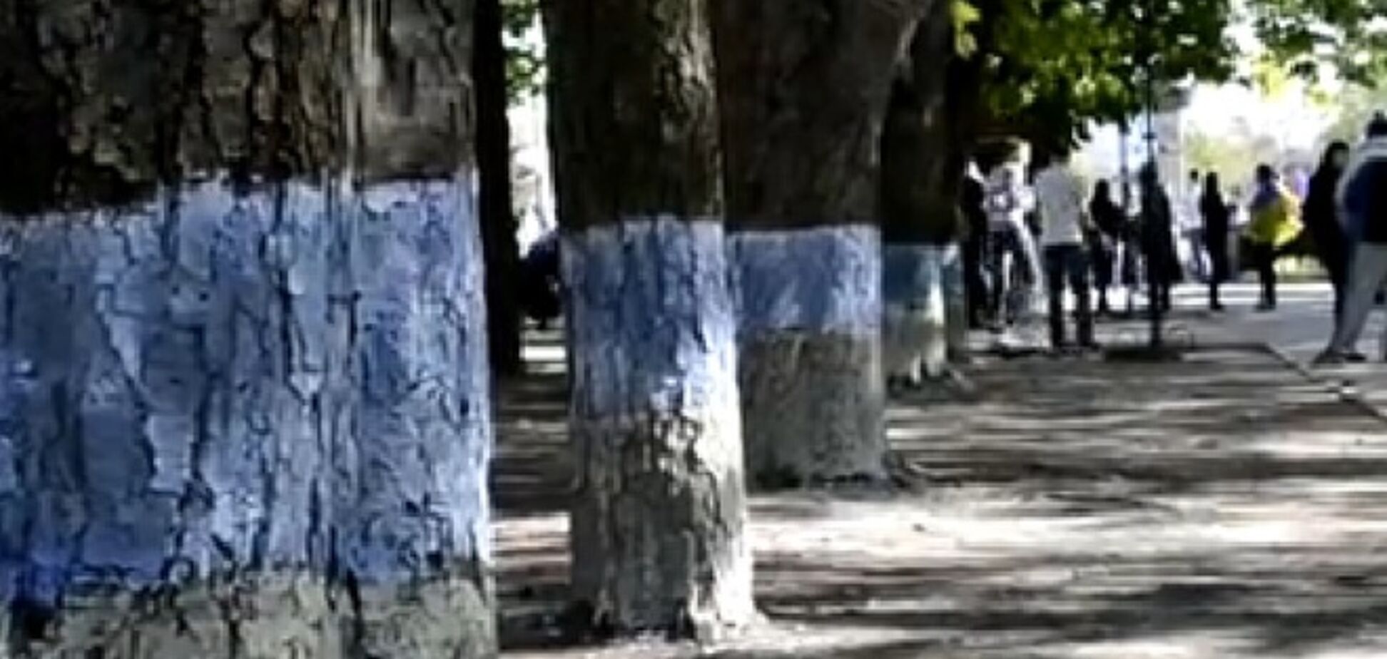 Луганчане покрасили деревья в цвета украинского флага