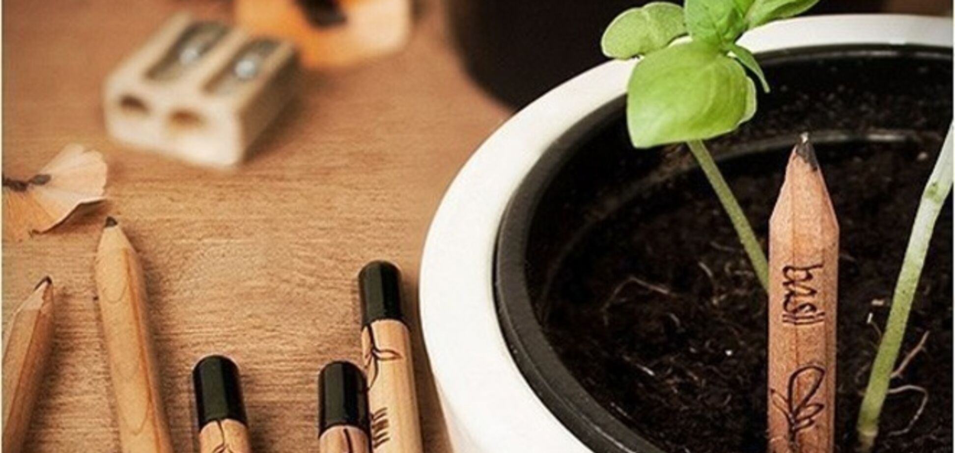 Эко-продукты. Карандаш, из которого растут цветы