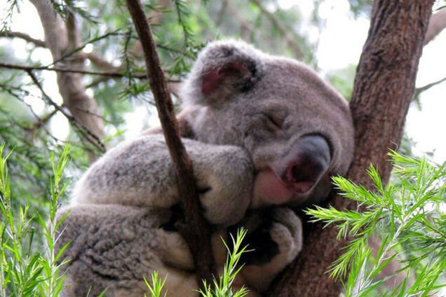 20 невероятно милых спящих коал