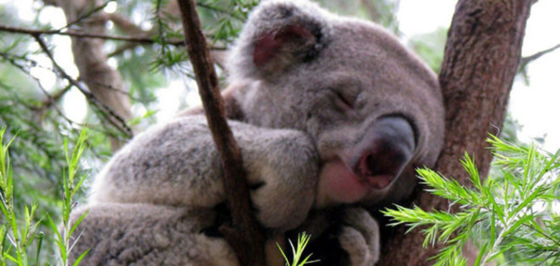 20 невероятно милых спящих коал