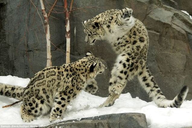 Урок кунг-фу от невероятно красивых снежных леопардов