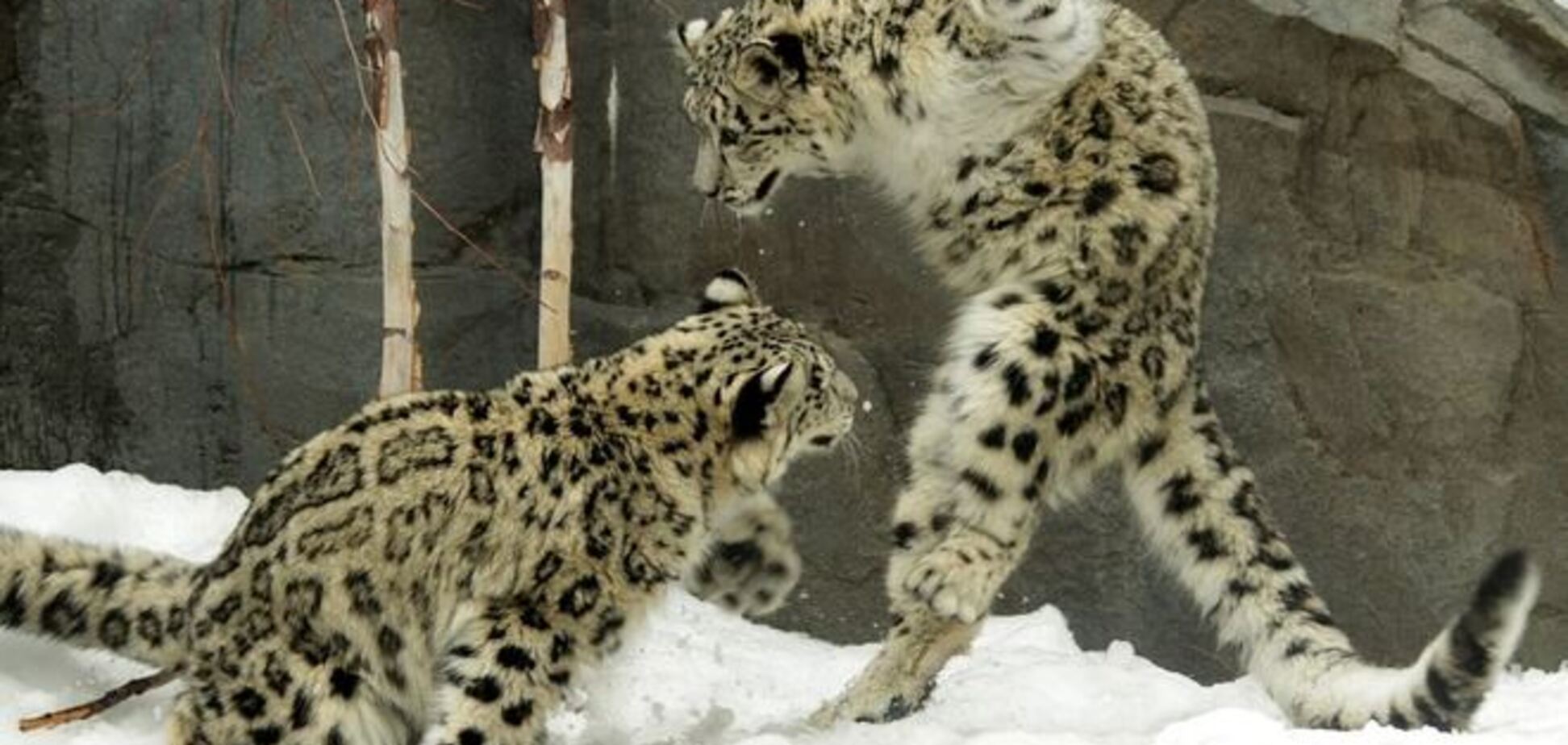 Урок кунг-фу от невероятно красивых снежных леопардов