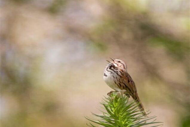 10 фактов о музыке и звуках природы