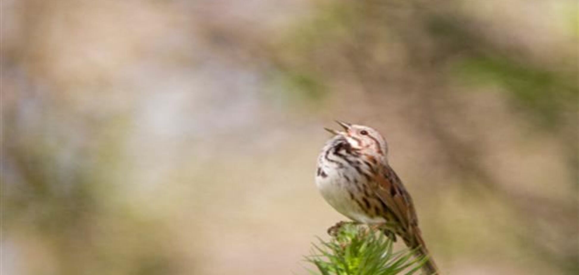 10 фактов о музыке и звуках природы