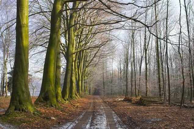 Черкасского автомайдановца нашли мертвым в лесу