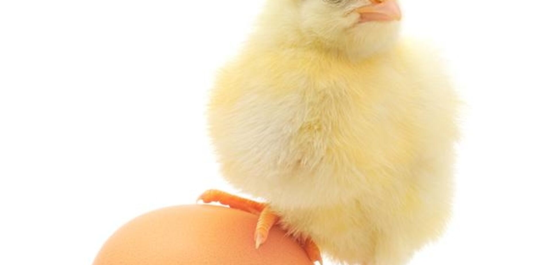 В марте в Украине подорожали яйца, фрукты и сахар