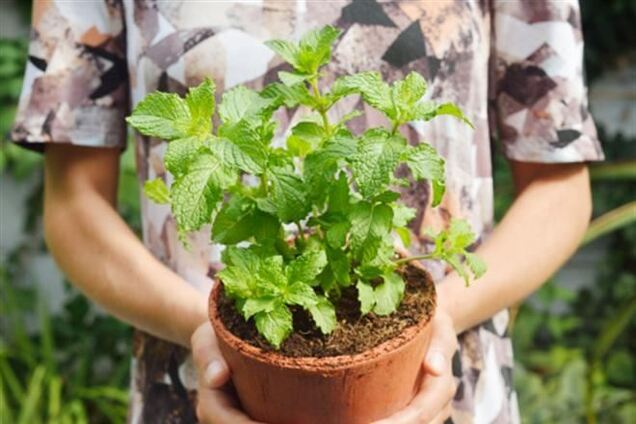 10 интересных способов использовать мяту для красоты и здоровья