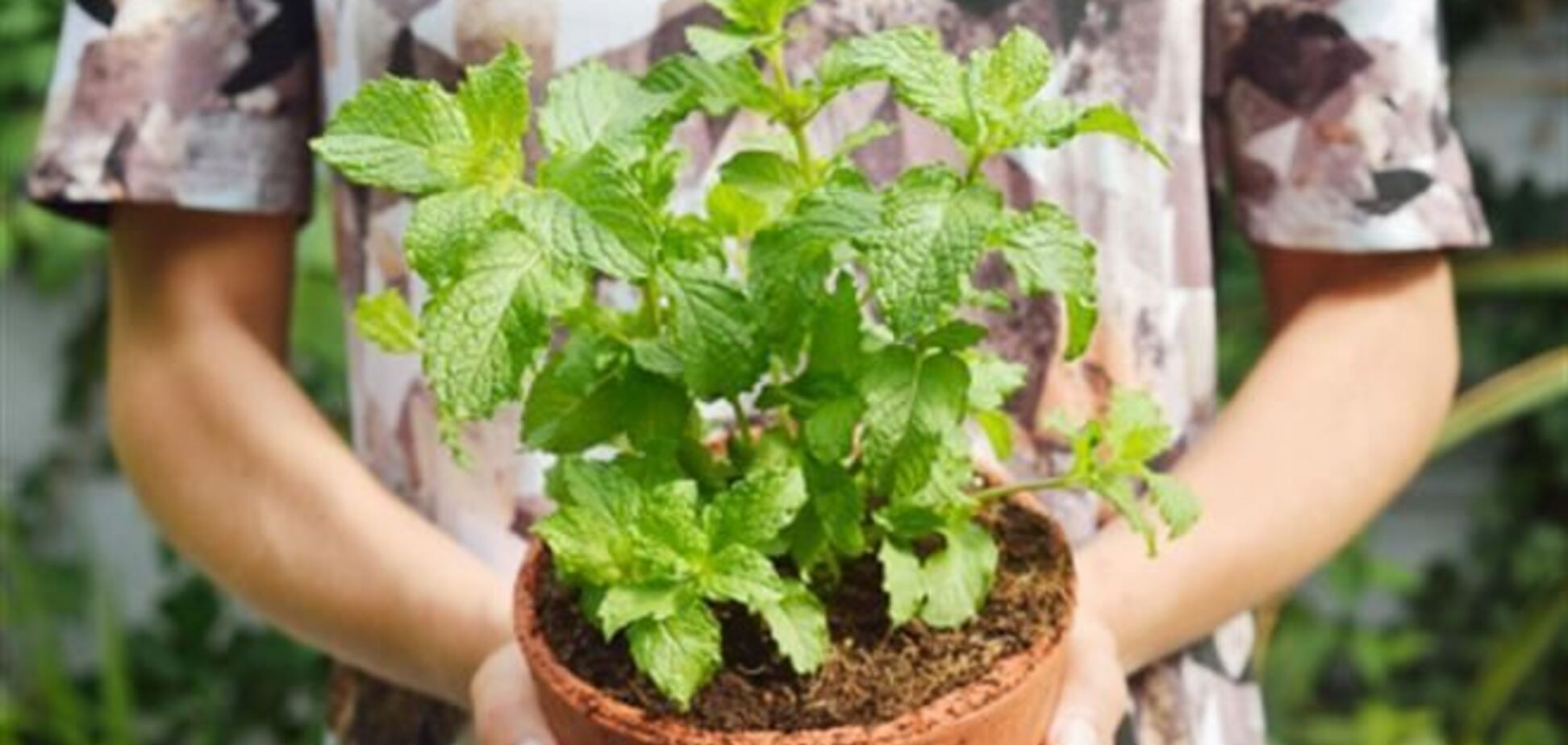 10 интересных способов использовать мяту для красоты и здоровья