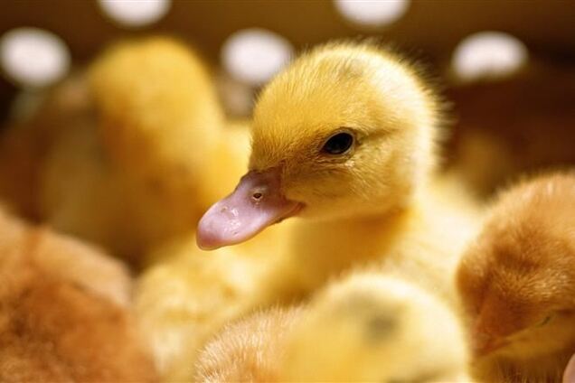 Москва запретила ввоз украинской продукции в Крым