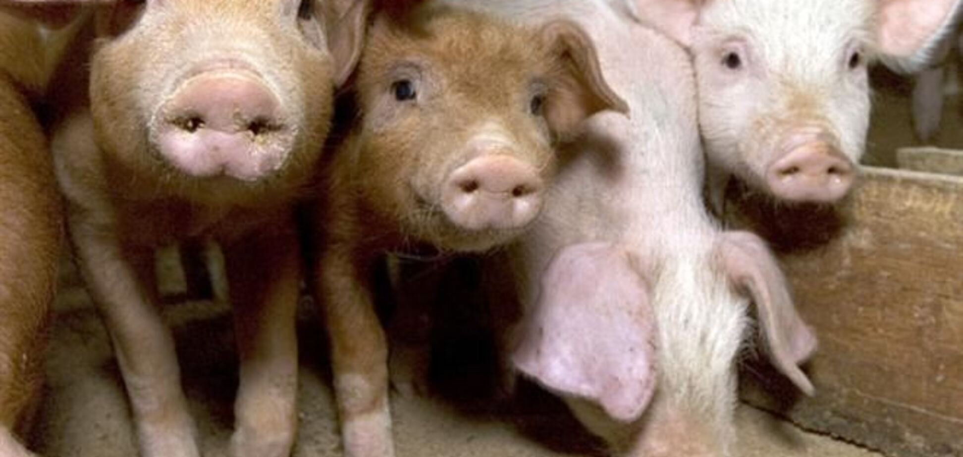 Россельхознадзор запретил ввоз свинины в Крым из Украины