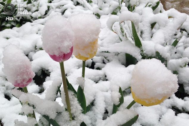 Майский снегопад в США