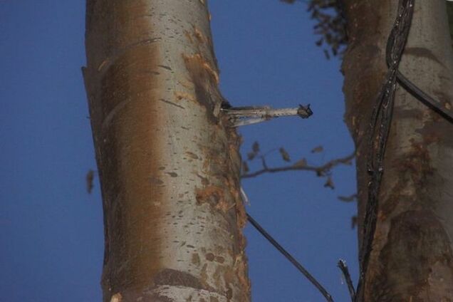 У Маріуполі в дереві біля будівлі ГУВС знайшли розірвалися гранату