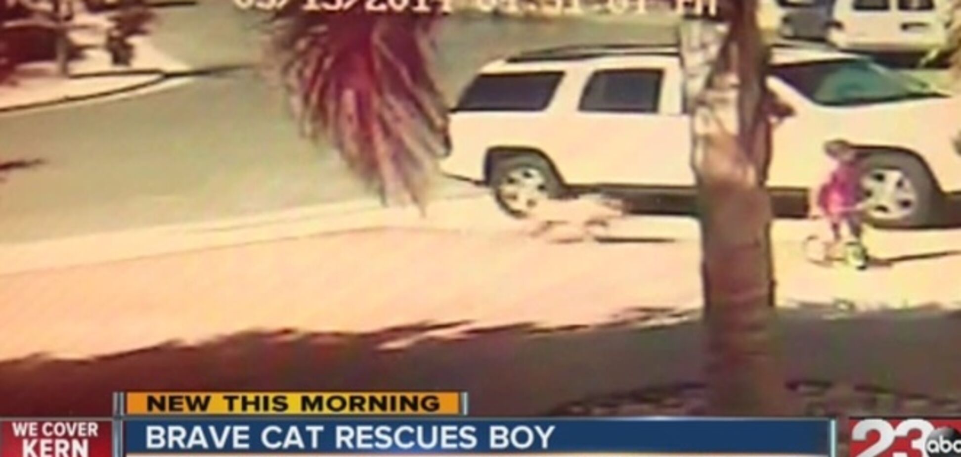 Кошка спасла ребенка от бешеного пса. Видео, в которое невозможно поверить