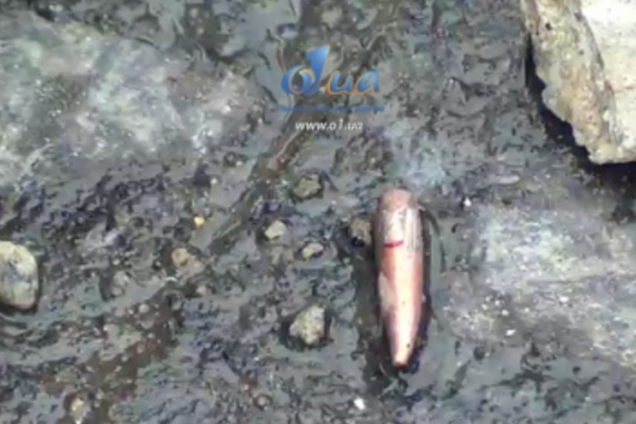 В столкновениях в Одессе погибло трое патриотов, десятки раненых - МВД