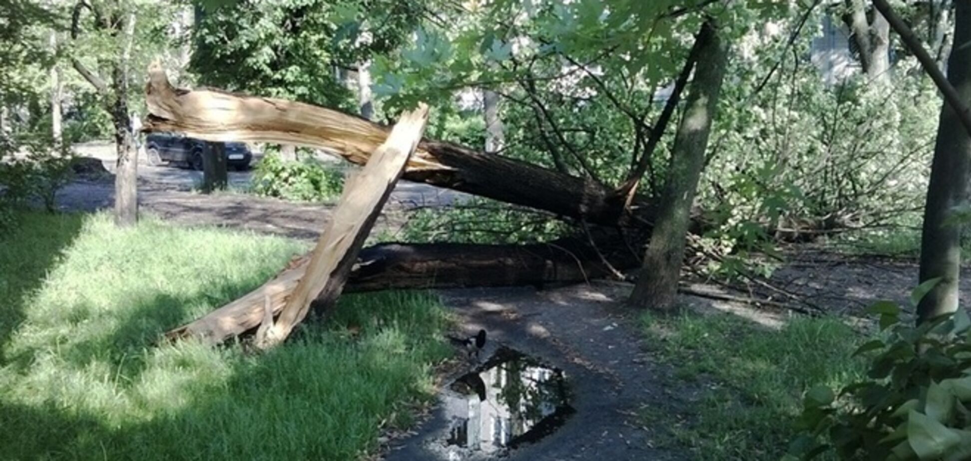 У Києві ураган зносив дерева і стовпи 