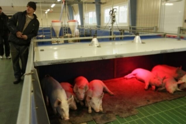 В Межигорье продают поросят и овощи 'от Януковича'