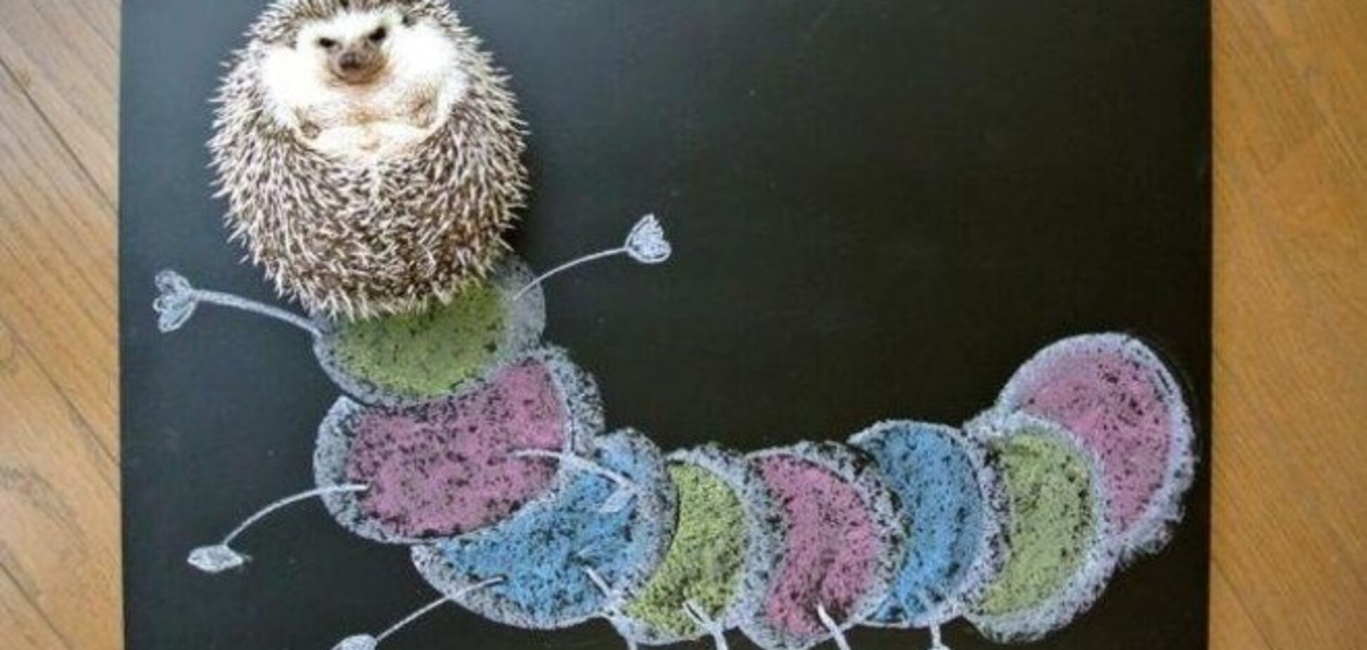 Японский ежик покорил твиттер