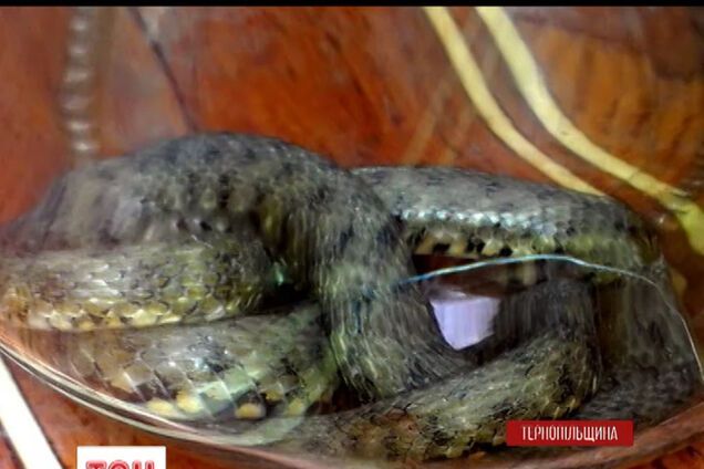 На Тернопольщине гадюка заползла в кабинет бухгалтера и уснула на стопке документов