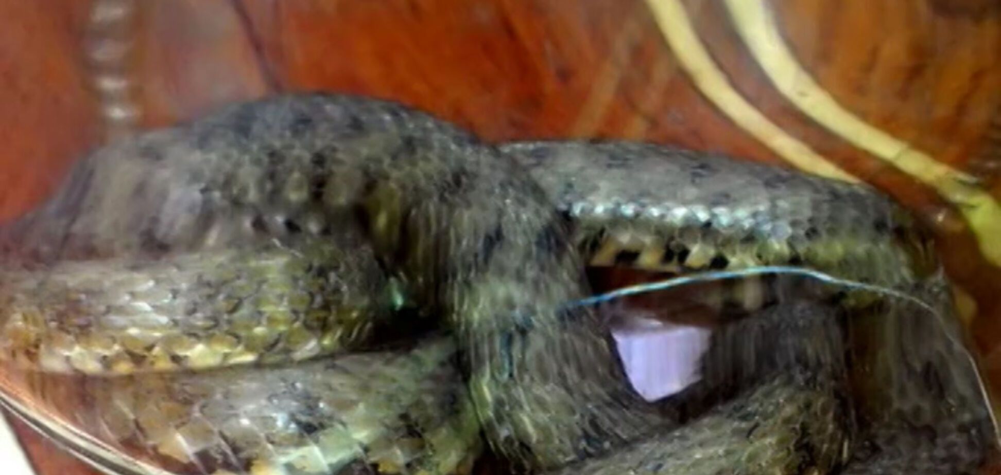 На Тернопольщине гадюка заползла в кабинет бухгалтера и уснула на стопке документов