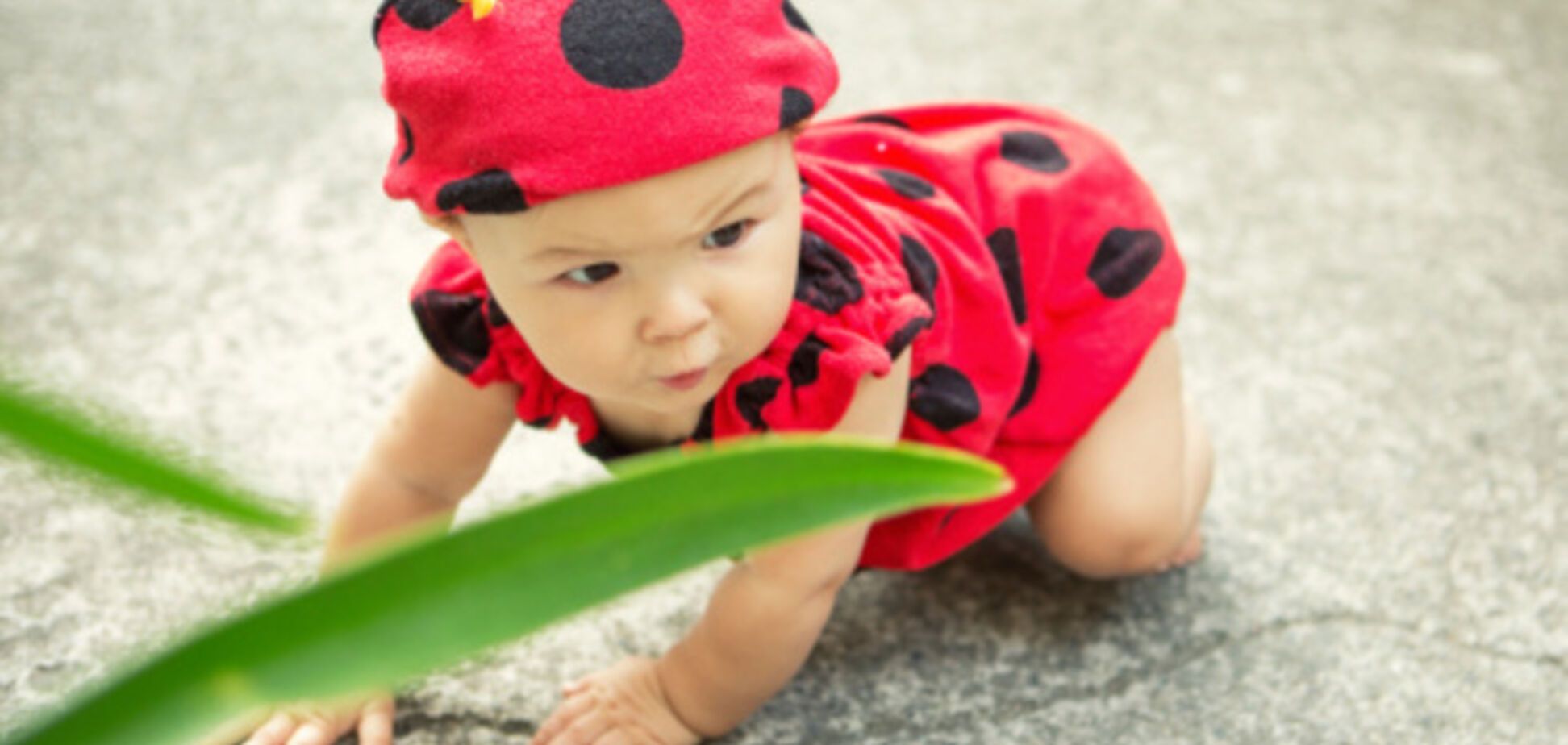 14 интересных фактов божьих коровках