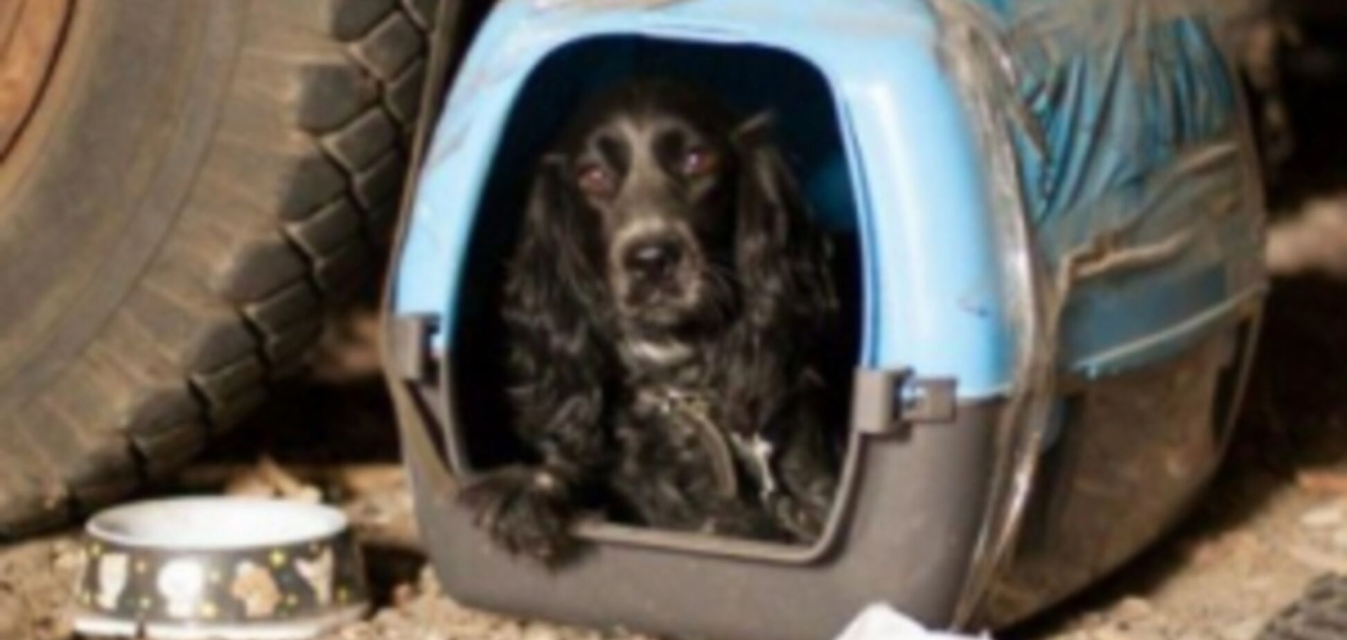 Украинские собаки-пограничники нуждаются в жилье