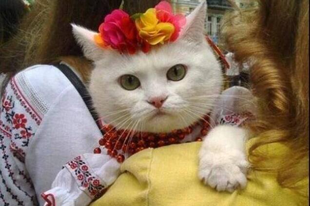 Вышиванка для кота – новый украинский тренд