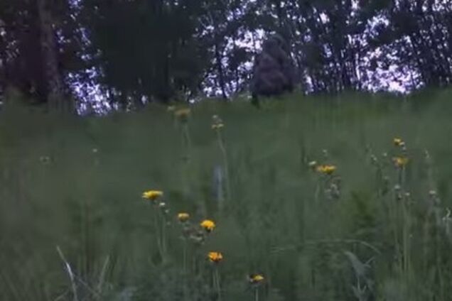 Норвезька мисливець зняв на відео 'снігової людини'