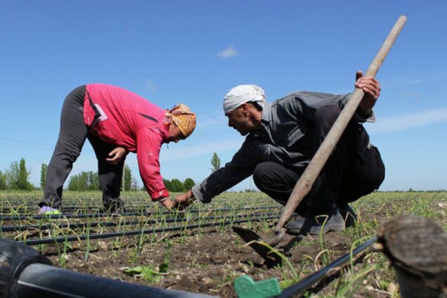 В Крыму погиб весь урожай риса