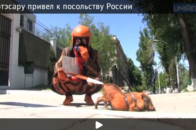 К посольству РФ в Молдове привели 'колорадскую свинью'. Фотофакт