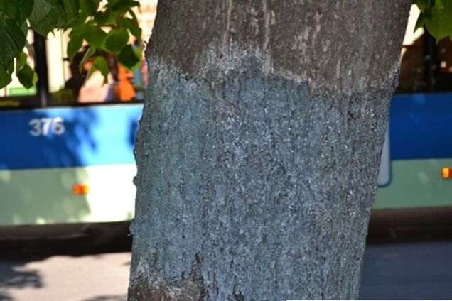 В центре Черкасс деревья разукрасили в сине-желтый цвет