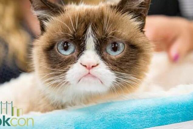 Жители Нью-Йорка полдня стояли в очереди ради фото с Grumpy Cat