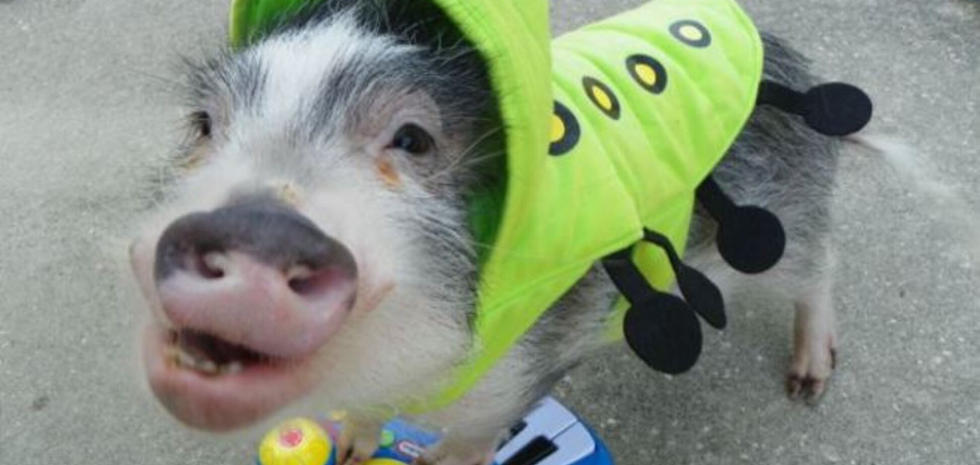 Свинья-модница покорила интернет игрой на пианино