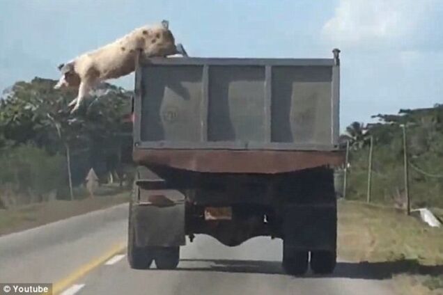 Свинья, которая не хотела стать отбивной, покорила интернет своей храбростью