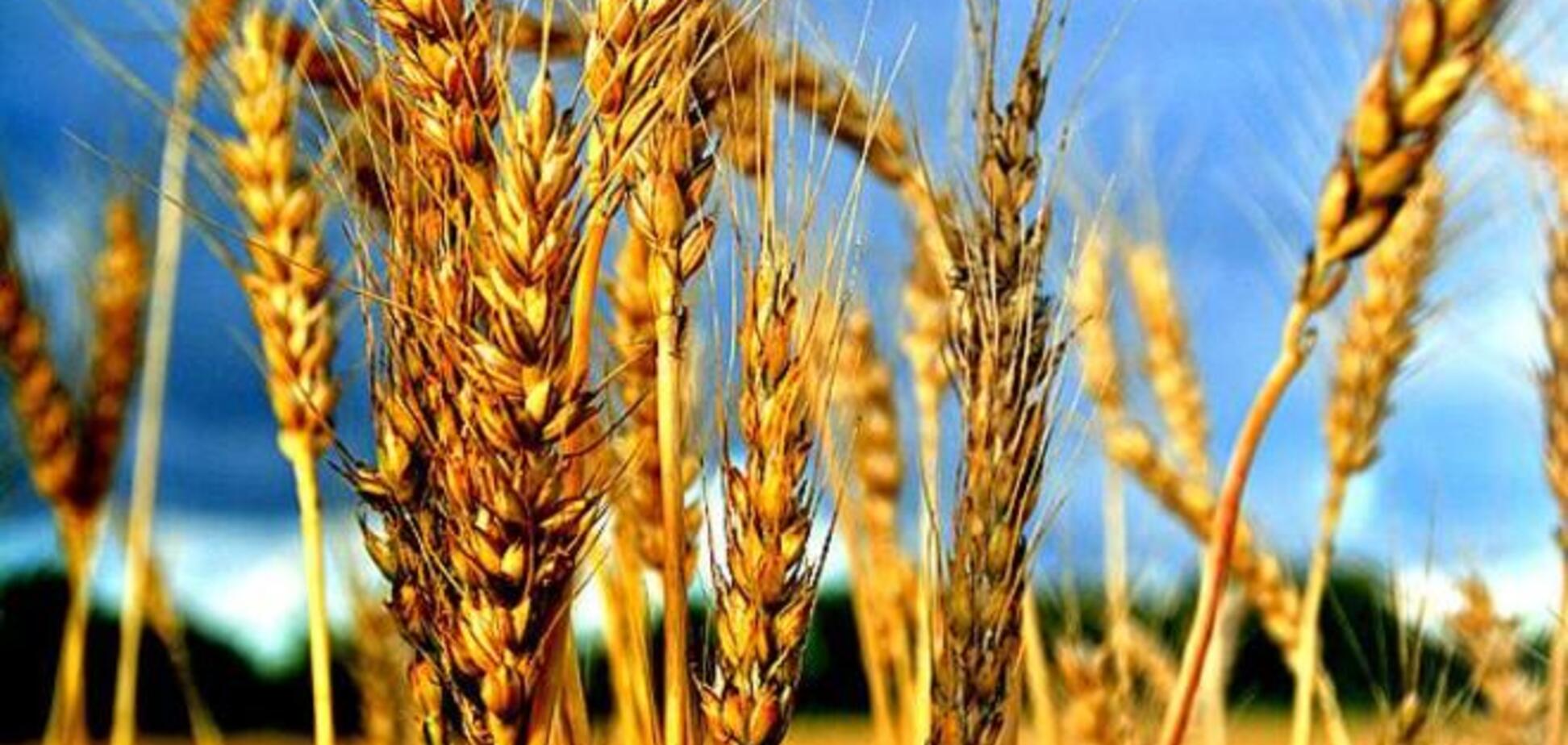 В аннексированном Крыму частично пропадет урожай пшеницы и ячменя