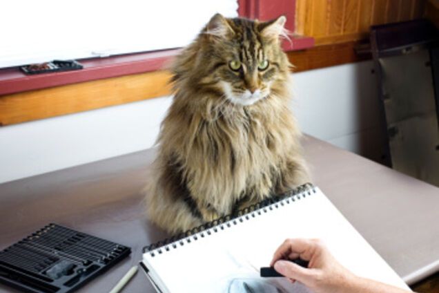 Ода мейн-кунам. Интересные факты о самых больших кошках