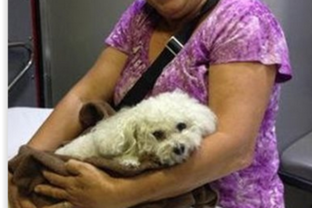 Миниатюрный пес во Флориде выжил после падения с 16-го этажа