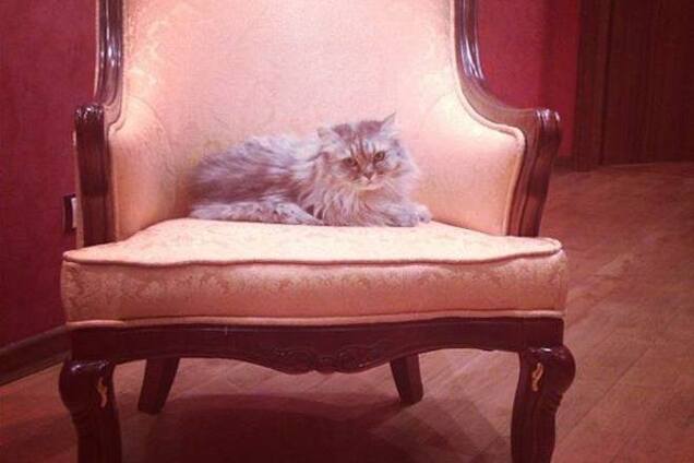 Кішка Бориса Ложкіна веде сторінку в Facebook