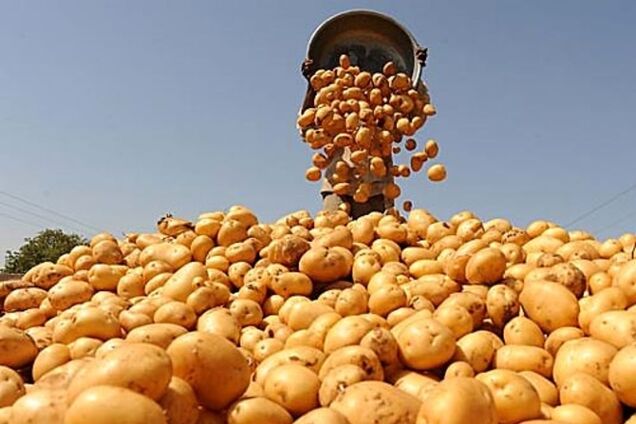 Россия запретила ввоз украинского картофеля – 'из-за найденных паразитов'
