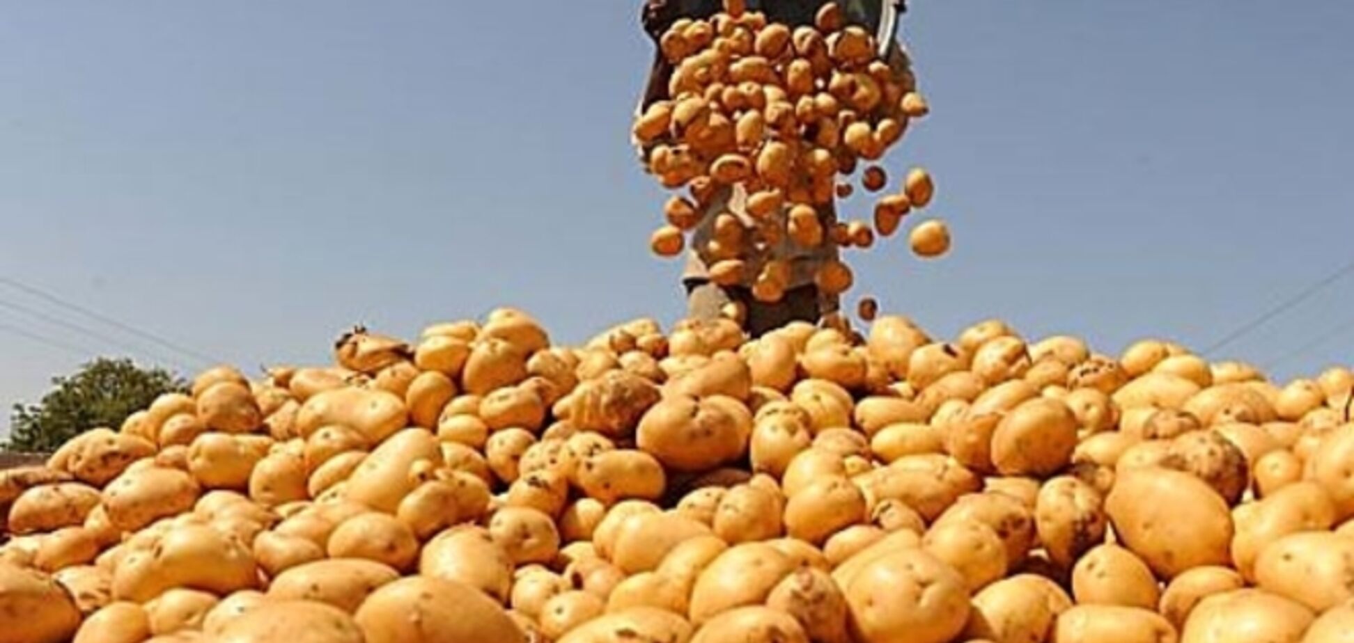 Россия запретила ввоз украинского картофеля – 'из-за найденных паразитов'