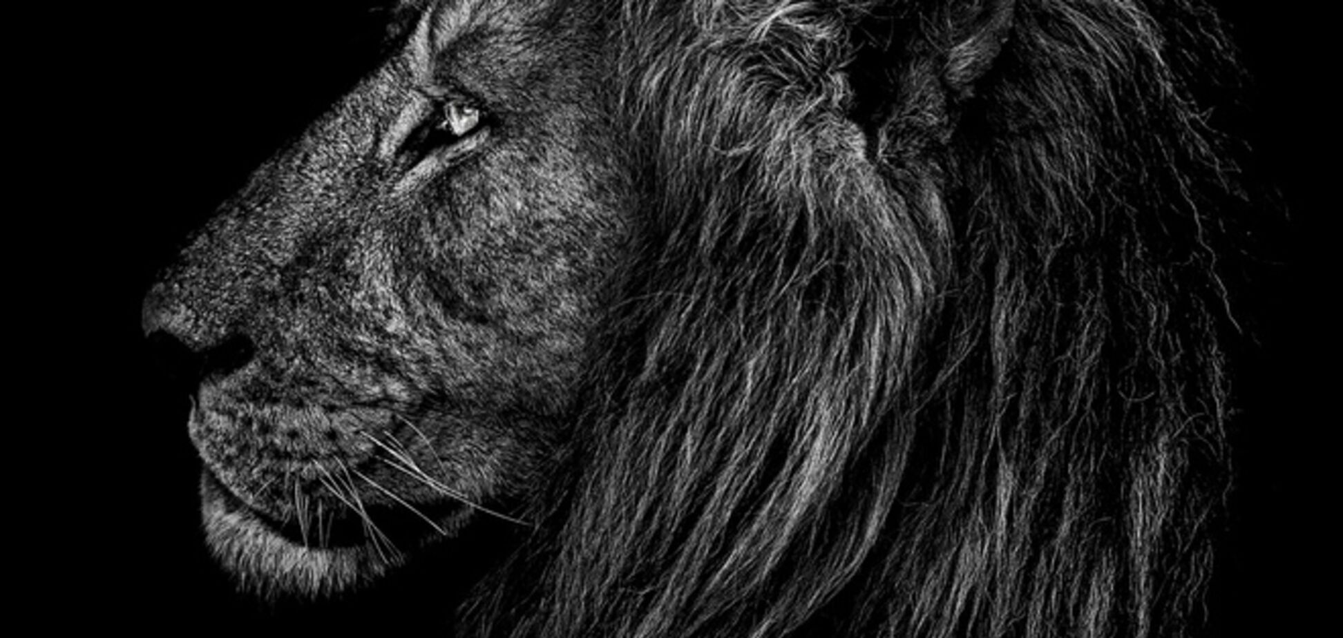 Чуттєві чорно-білі портрети диких тварин